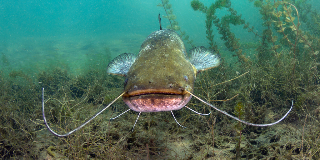 Catfish. Photo by Milos Prelevic on Unsplash
