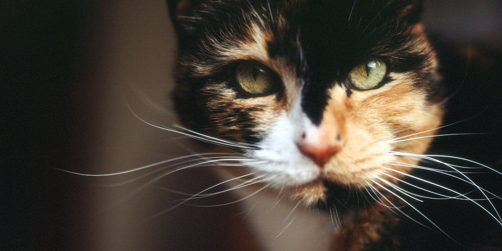 Kelsey. Photo by Erika on Unsplash_edit