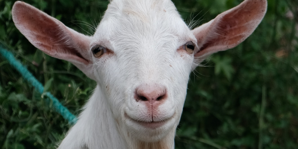 WolfInKidGloves_Photo by kian zhang on Unsplash. Photo shows white-haired goat with large ears.