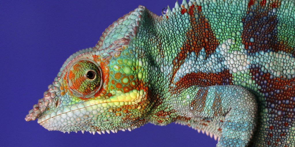 Il Camaleonte - Selby Wynn Schwartz - Reflex Press